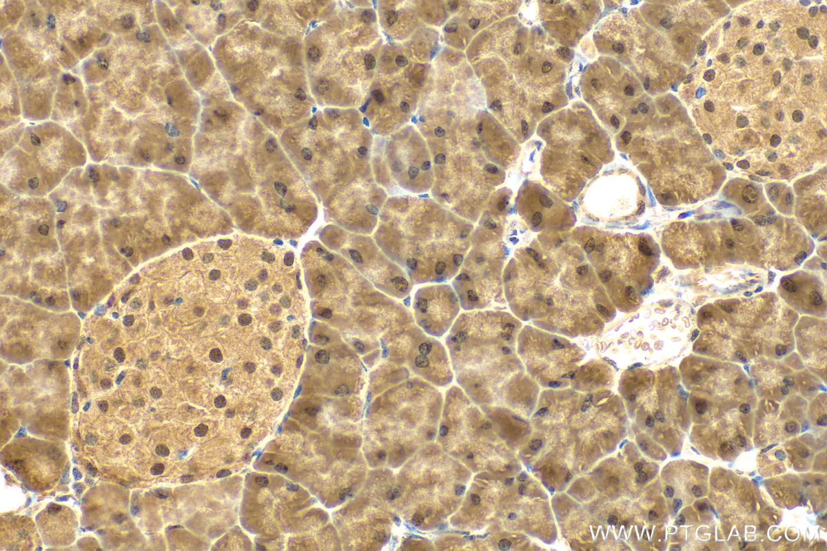 IHC staining of mouse pancreas using 29709-1-AP