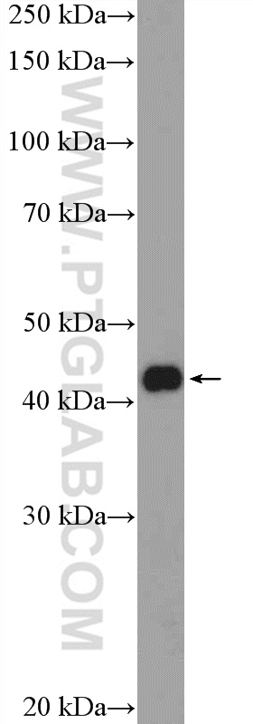 WB analysis of MCF-7 using 17612-1-AP