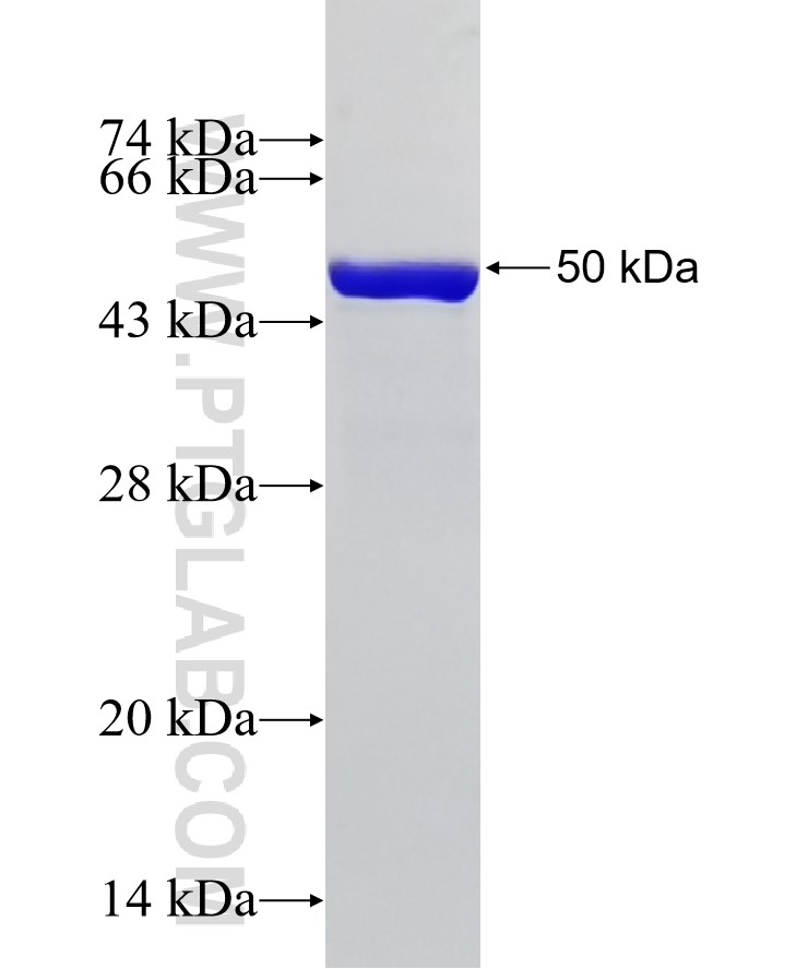 KLF6 fusion protein Ag33041 SDS-PAGE