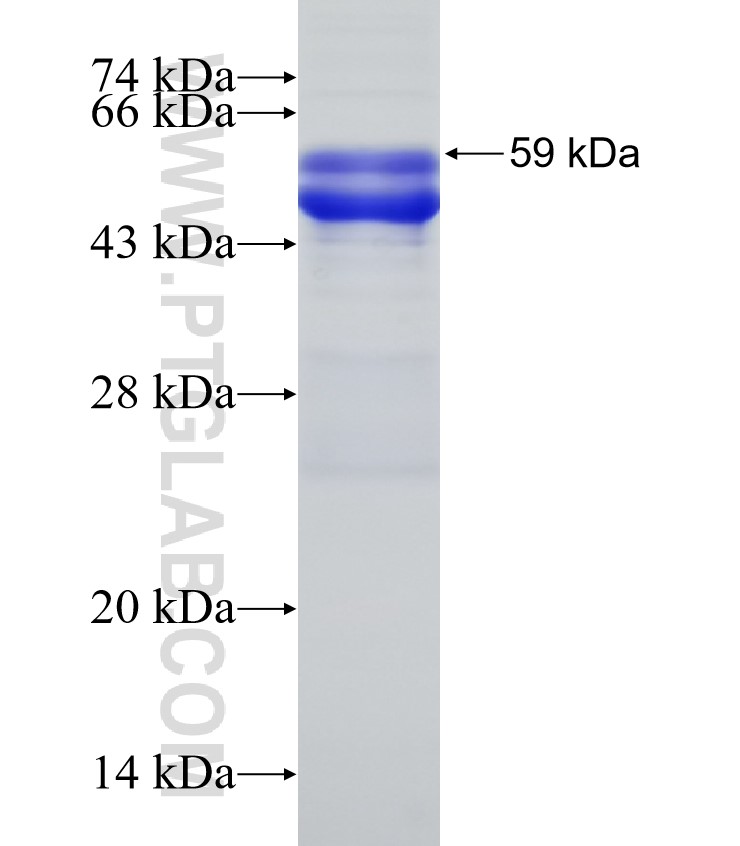 KLF6 fusion protein Ag6440 SDS-PAGE