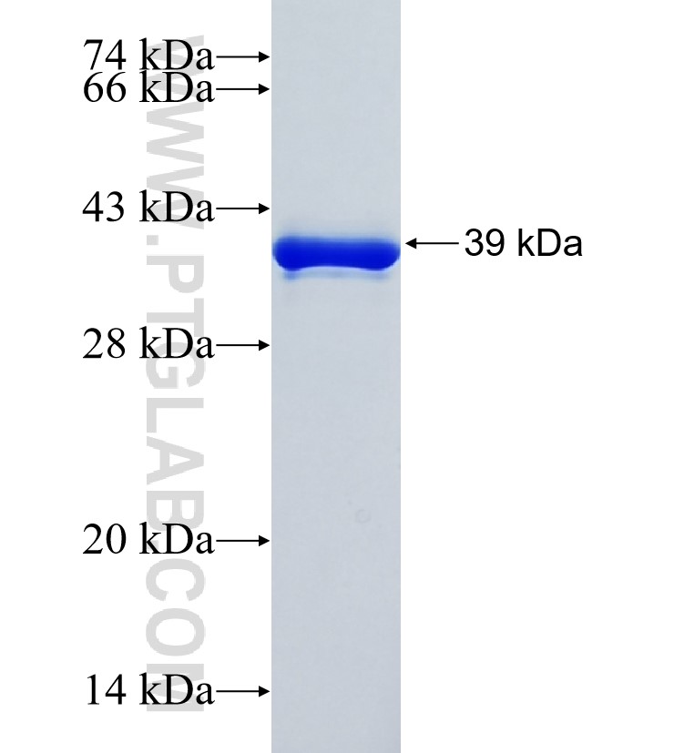 KLF8 fusion protein Ag27641 SDS-PAGE