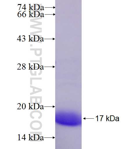 KLF8 fusion protein Ag27646 SDS-PAGE