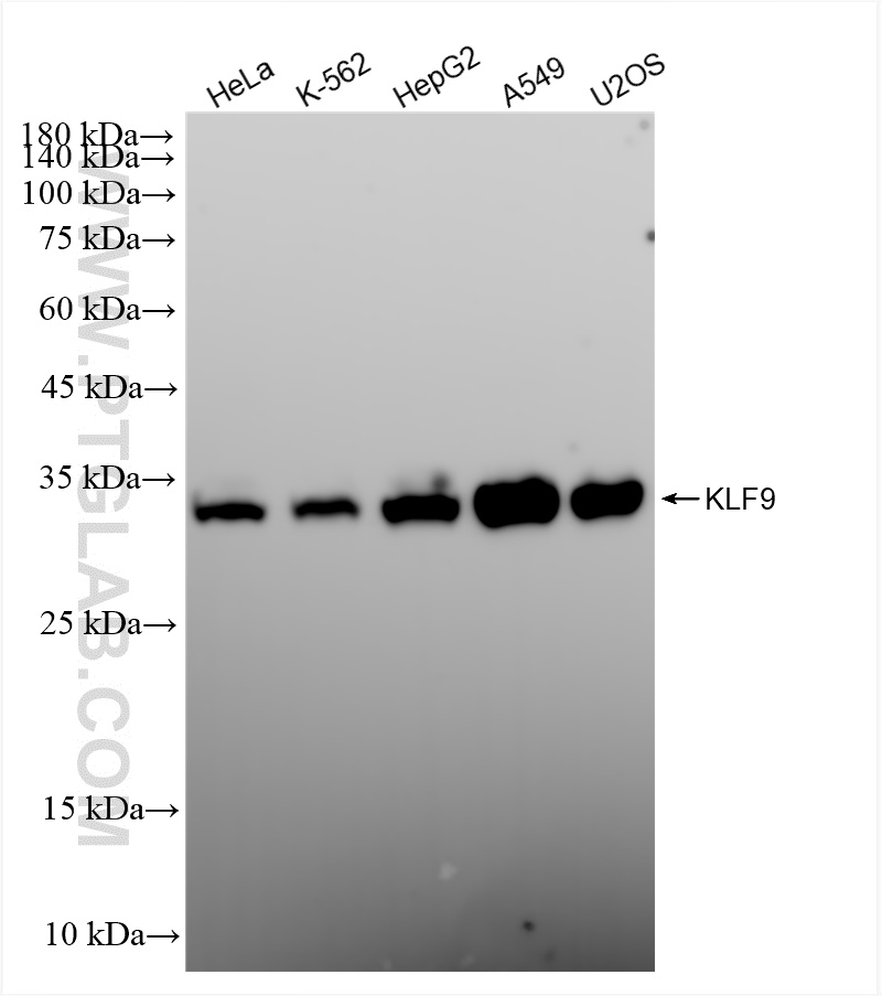 WB analysis using 83183-4-RR (same clone as 83183-4-PBS)