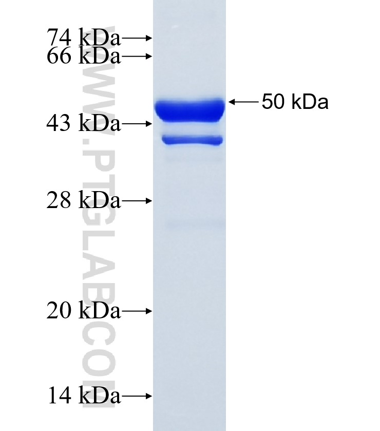 KLF9 fusion protein Ag34411 SDS-PAGE