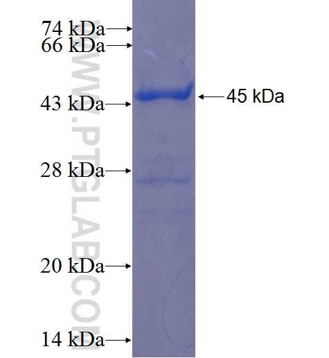 KLHDC8A fusion protein Ag23318 SDS-PAGE