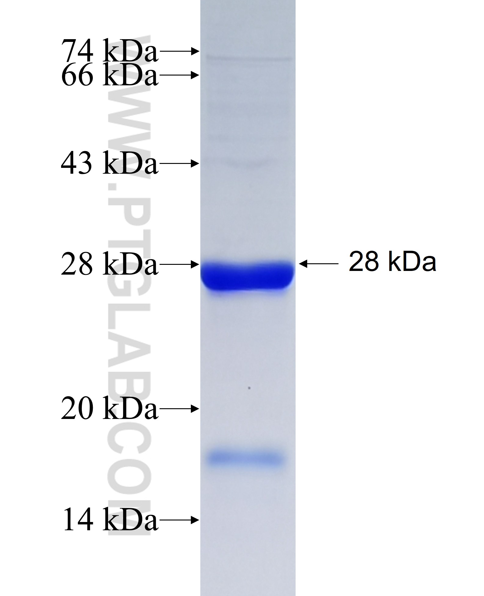 KLHDC8A fusion protein Ag23326 SDS-PAGE