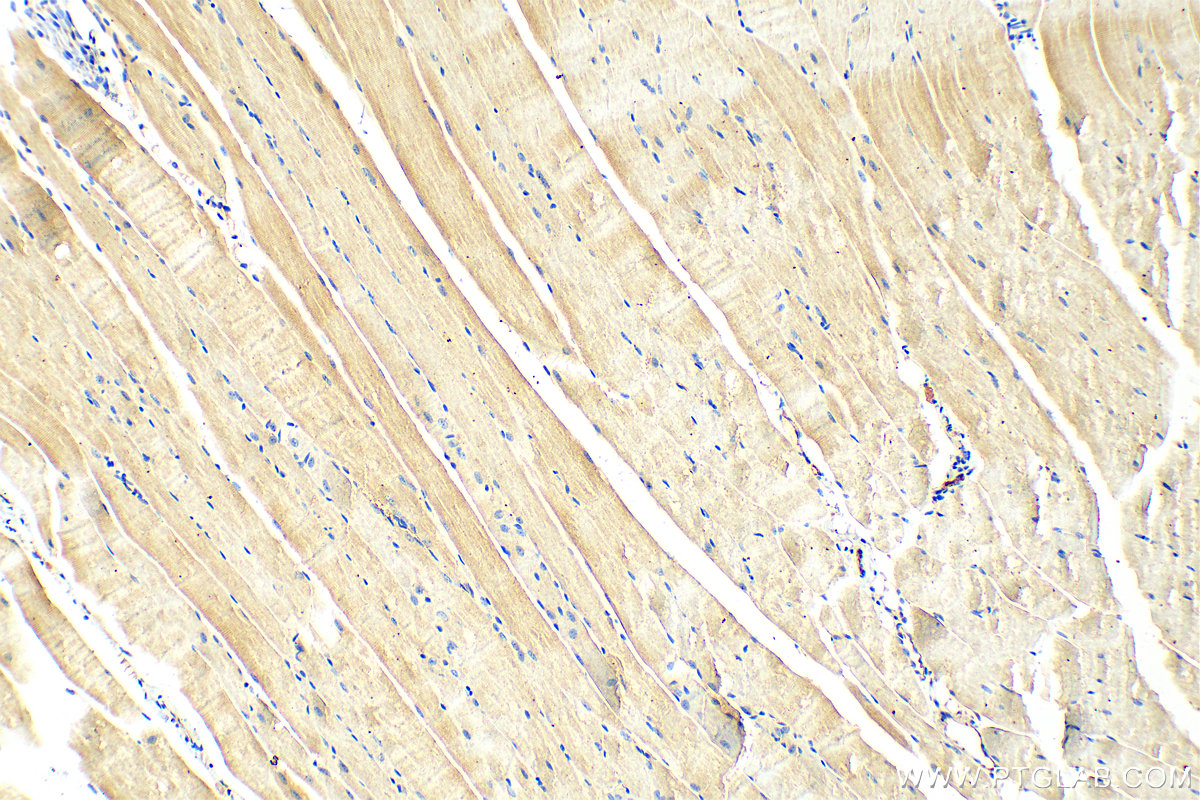 IHC staining of mouse skeletal muscle using 15612-1-AP