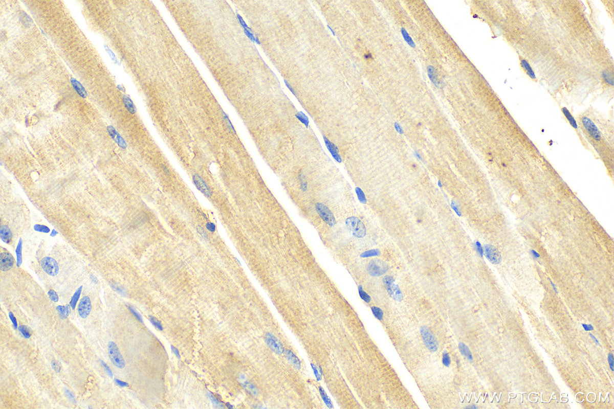 IHC staining of mouse skeletal muscle using 15612-1-AP