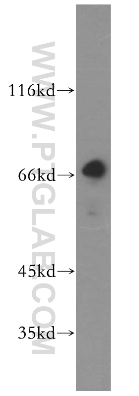 WB analysis of HEK-293 using 18111-1-AP