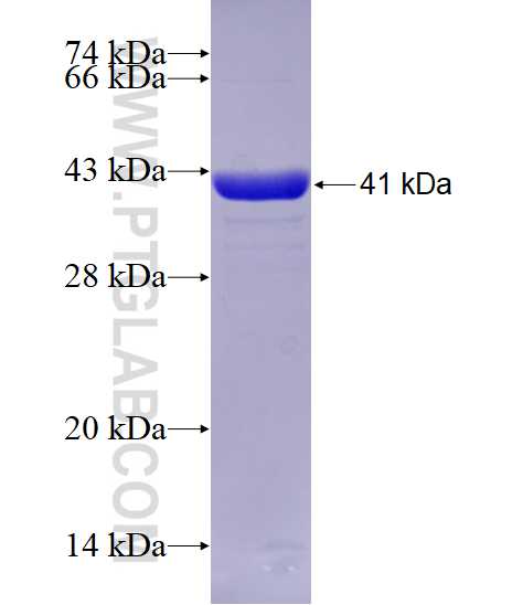 KLHL32 fusion protein Ag29003 SDS-PAGE