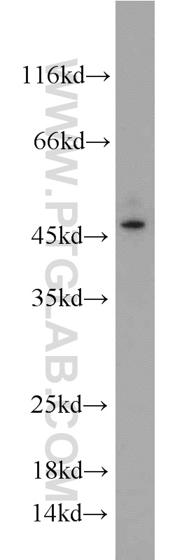 WB analysis of A375 using 10815-1-AP