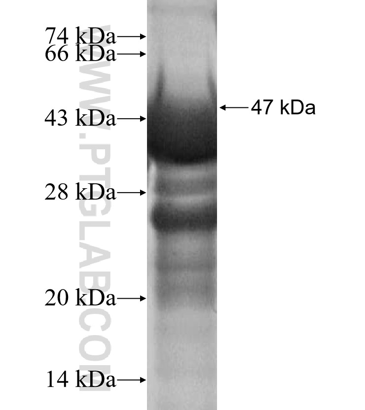 KLK11 fusion protein Ag3427 SDS-PAGE