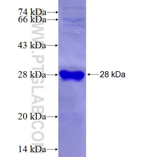 KLK7 fusion protein Ag26980 SDS-PAGE