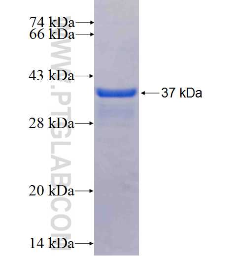 KLRA1 fusion protein Ag24241 SDS-PAGE