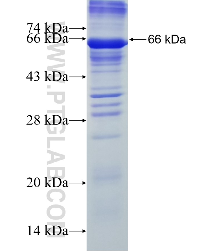 KLRG2 fusion protein Ag13215 SDS-PAGE