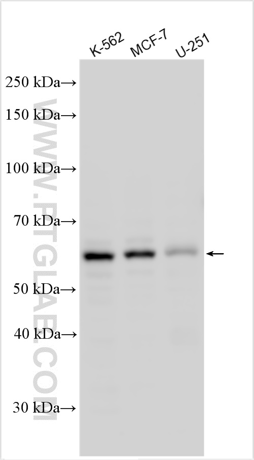 WB analysis using 30115-1-AP