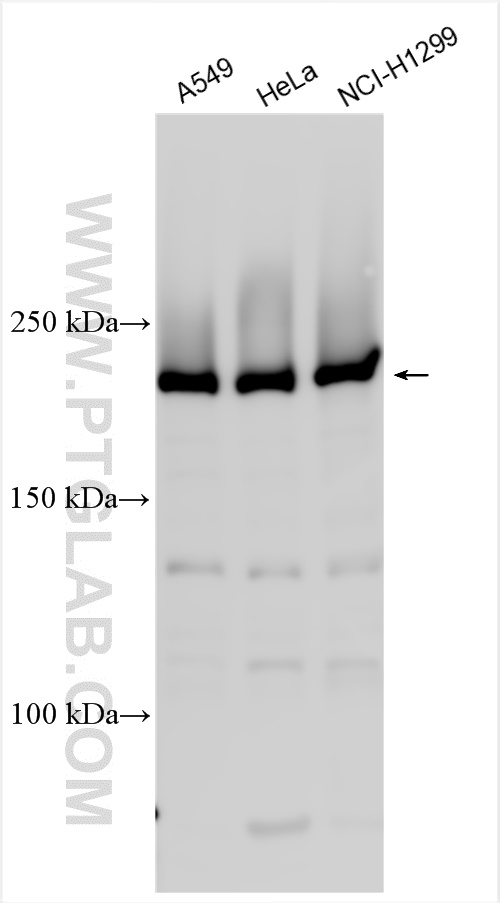 WB analysis using 24694-1-AP