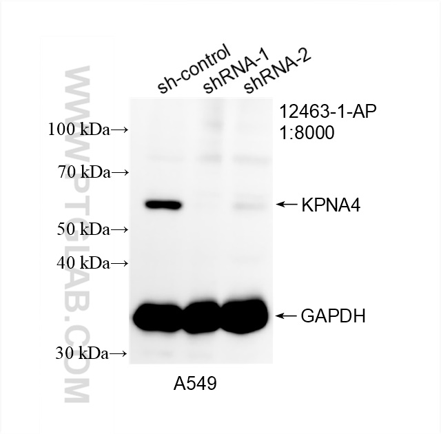 WB analysis of A549 using 12463-1-AP