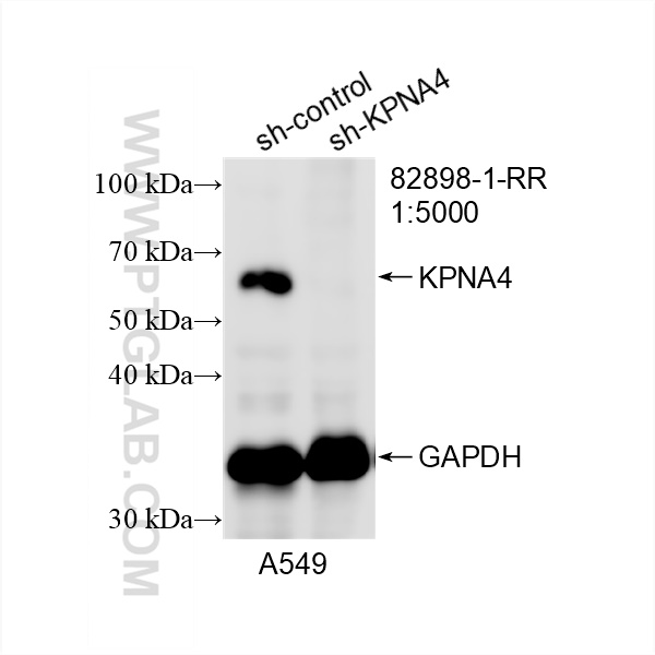 WB analysis of A549 using 82898-1-RR