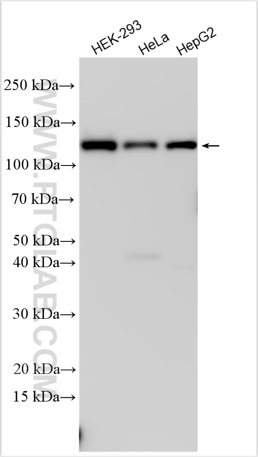 WB analysis using 16243-1-AP