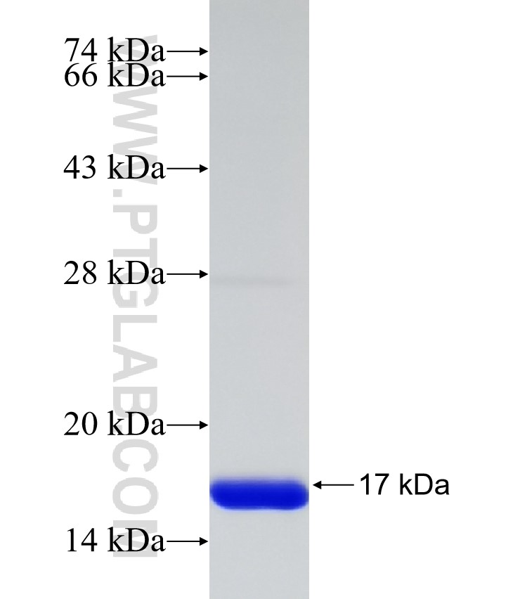 KRT10 fusion protein Ag32350 SDS-PAGE