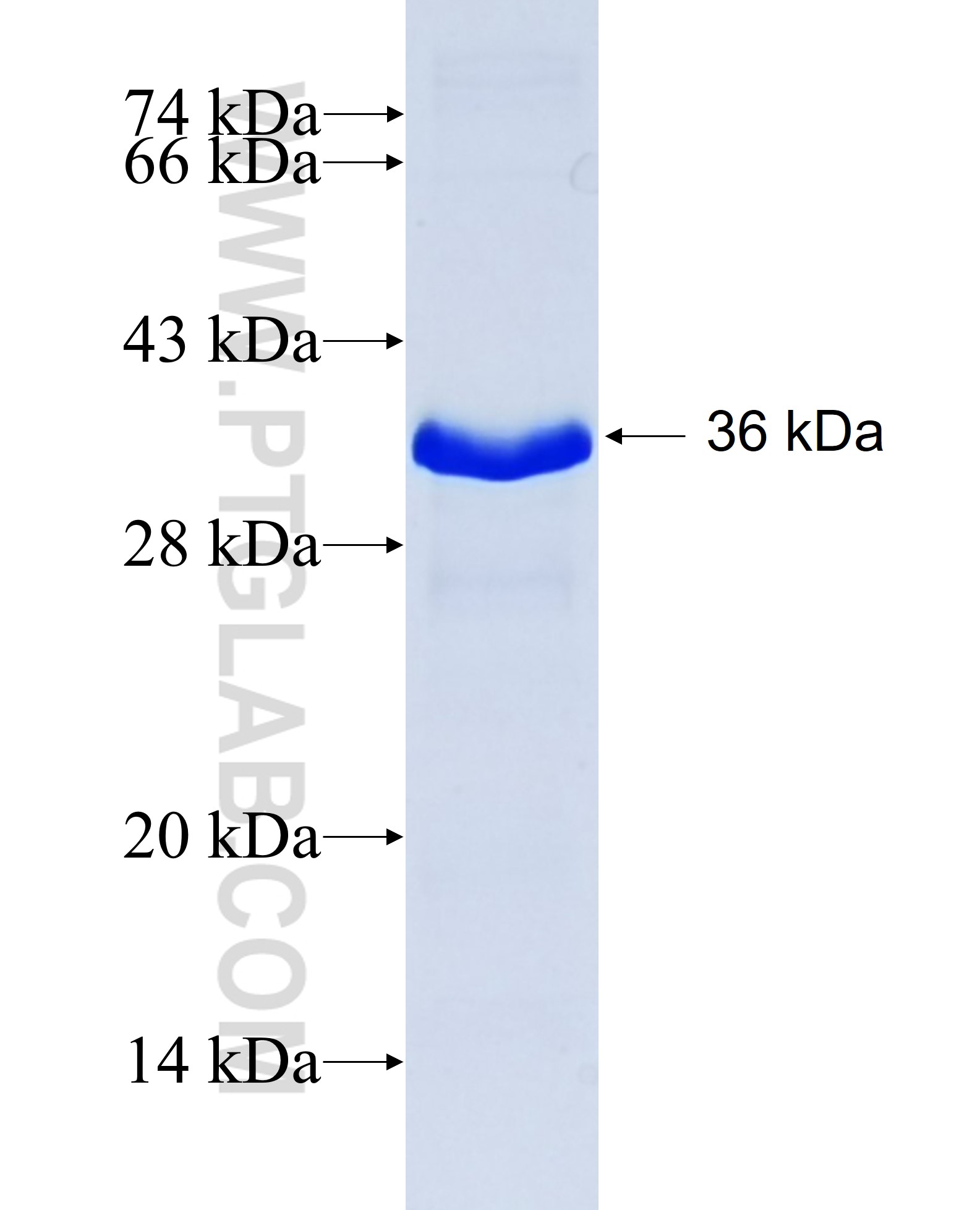 KTI12 fusion protein Ag28211 SDS-PAGE