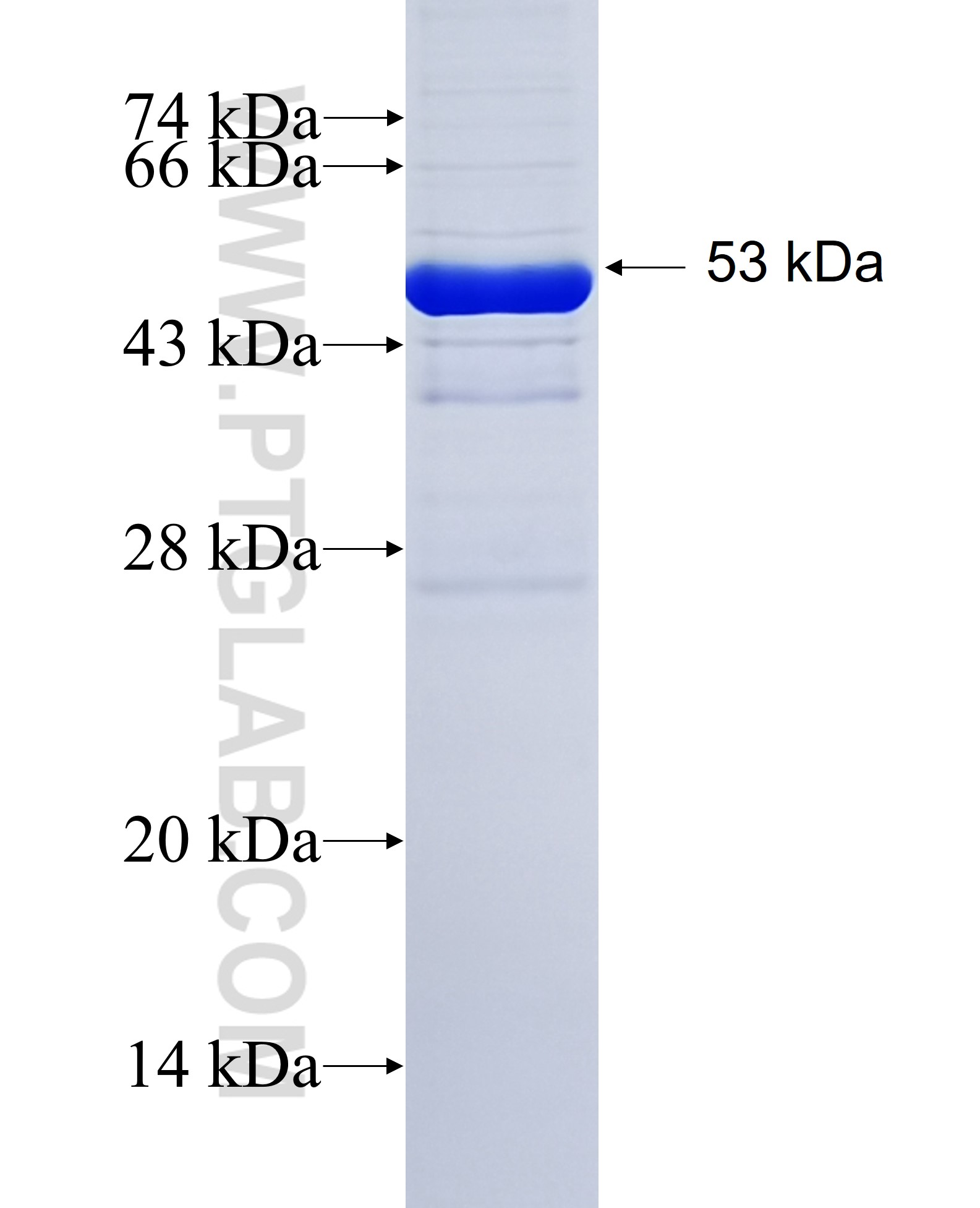 Keap1 fusion protein Ag35035 SDS-PAGE