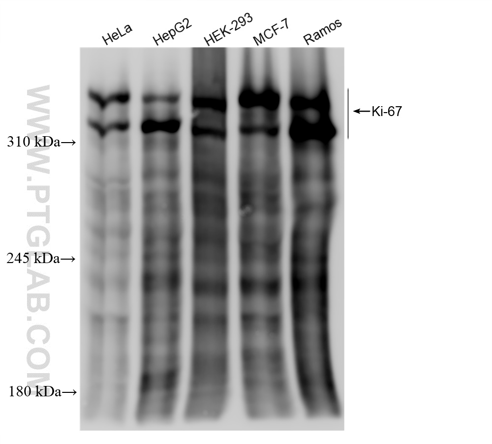 WB analysis using 84192-4-RR