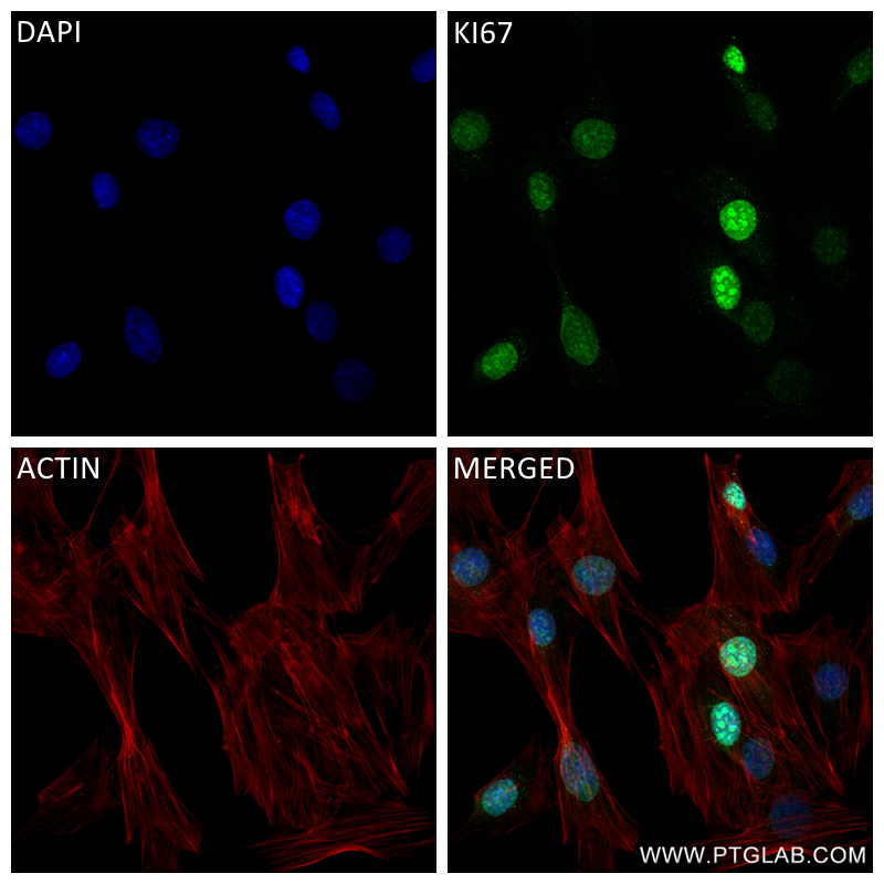 IF Staining of C2C12 using 84432-1-RR (same clone as 84432-1-PBS)