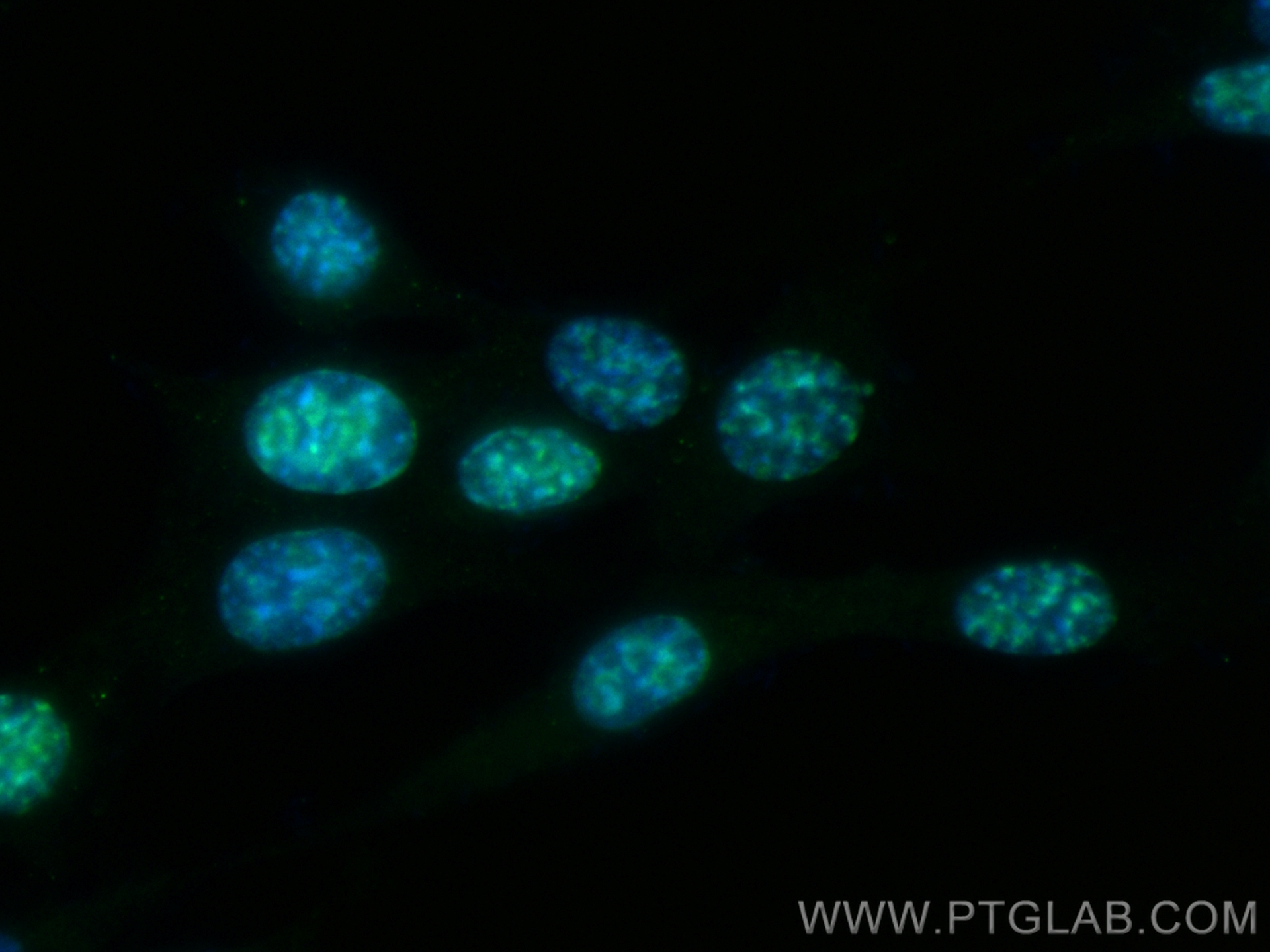 IF Staining of NIH/3T3 using CL488-84432