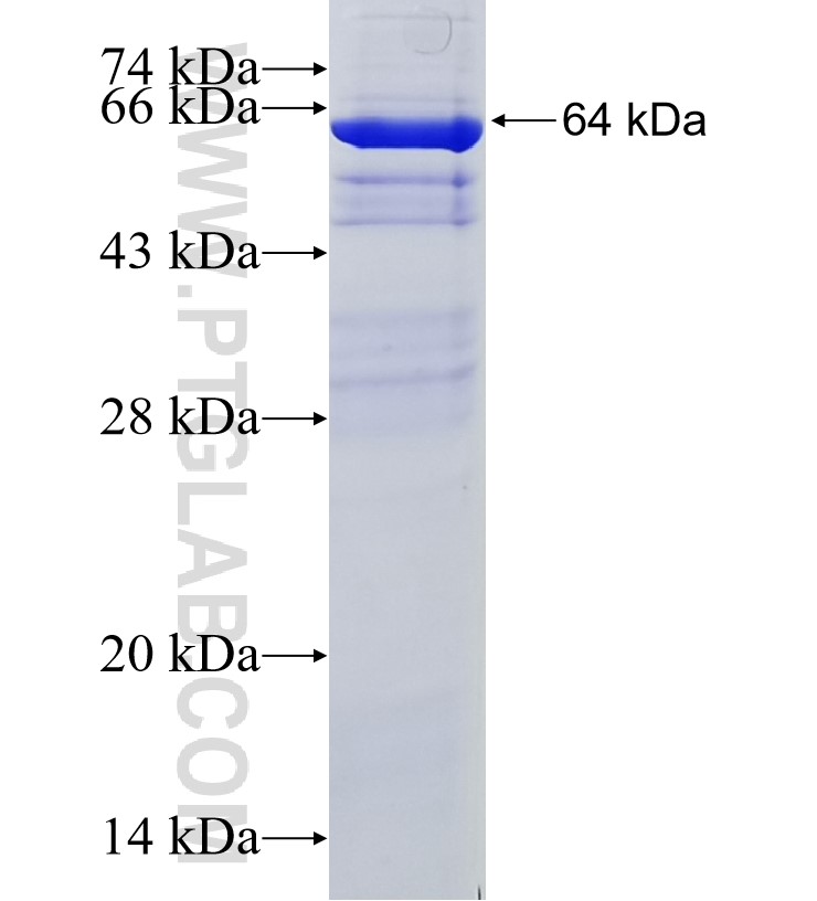 Kindlin 2 fusion protein Ag33840 SDS-PAGE