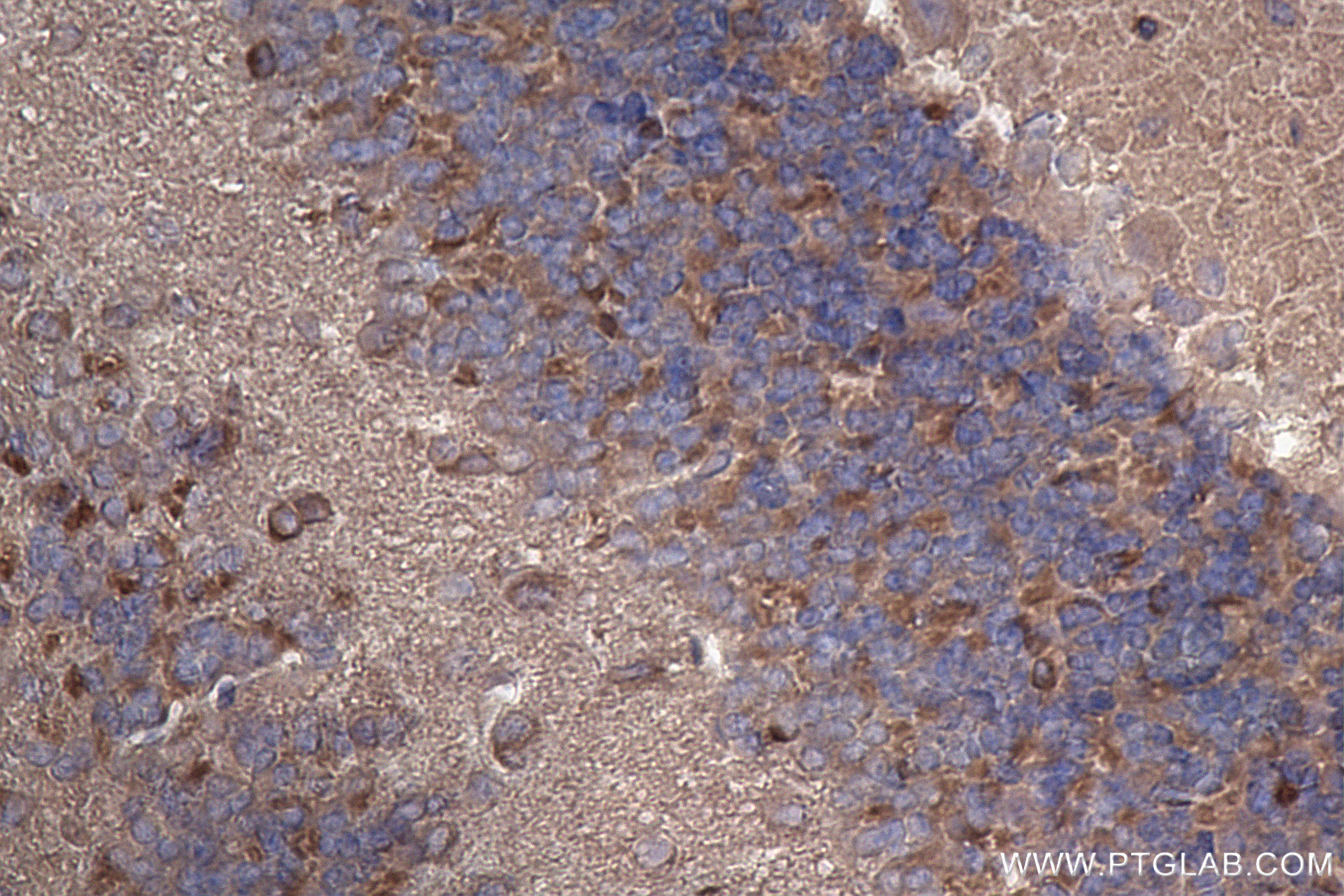 IHC staining of mouse cerebellum using 85133-3-RR (same clone as 85133-3-PBS)