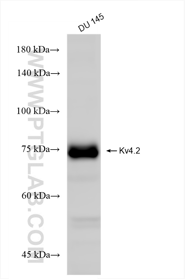 WB analysis of DU 145 using 85133-3-RR (same clone as 85133-3-PBS)