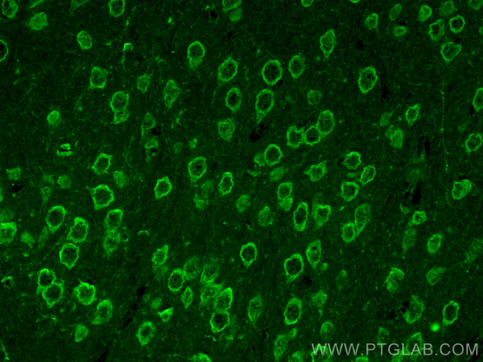 IF Staining of mouse brain using CL488-21298