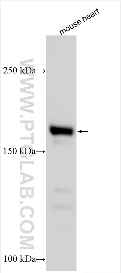 WB analysis using 21774-1-AP