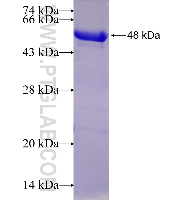 L1CAM fusion protein Ag27579 SDS-PAGE