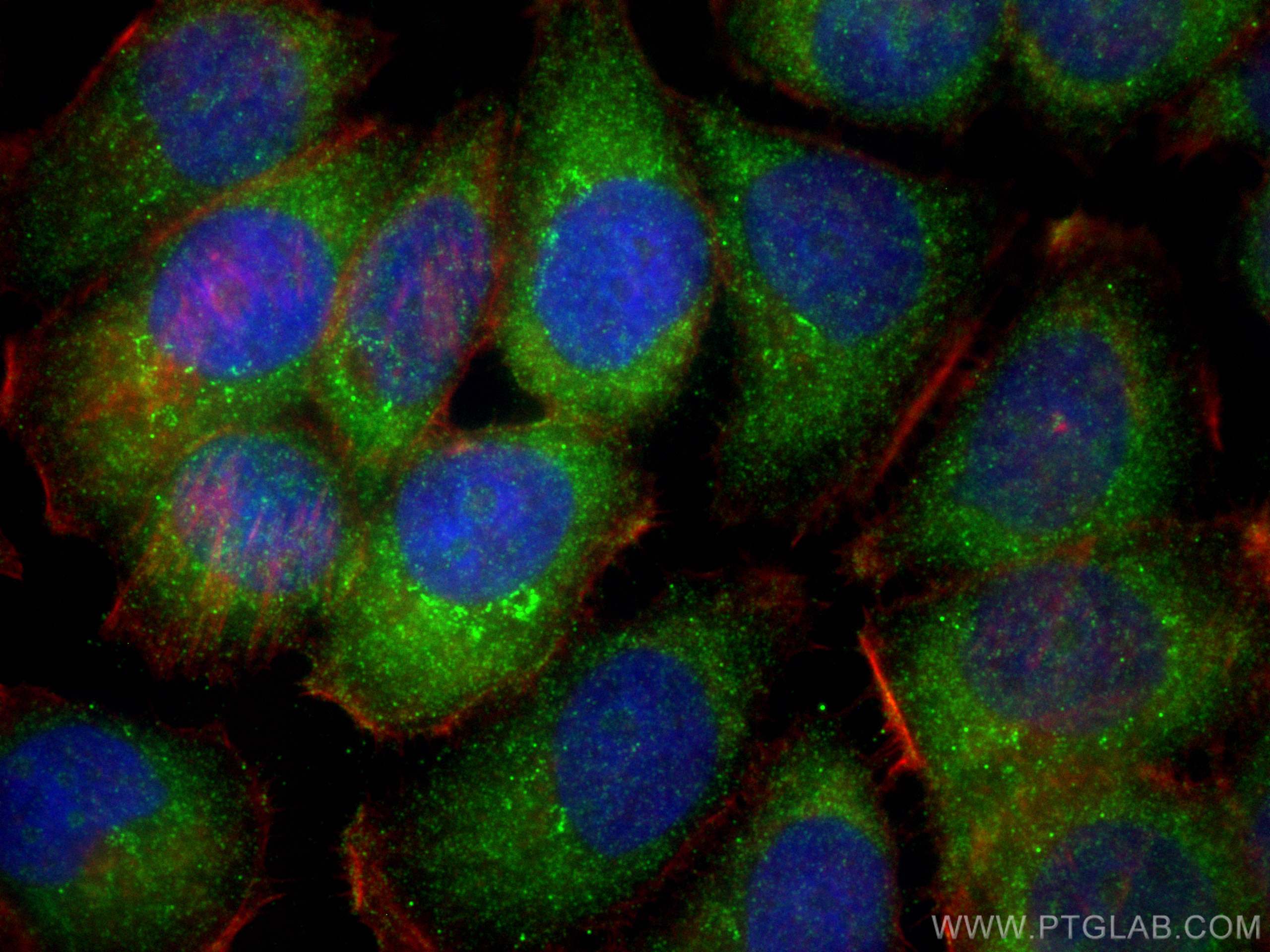 IF Staining of NCCIT using 21528-1-AP