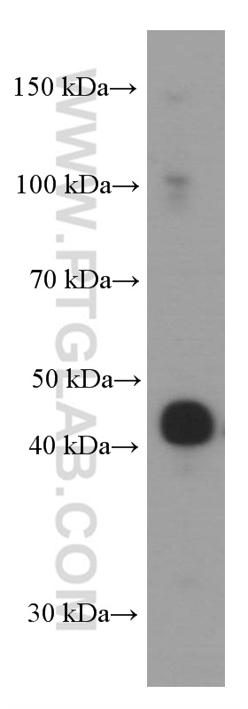 WB analysis of pig brain using 66269-1-Ig (same clone as 66269-1-PBS)