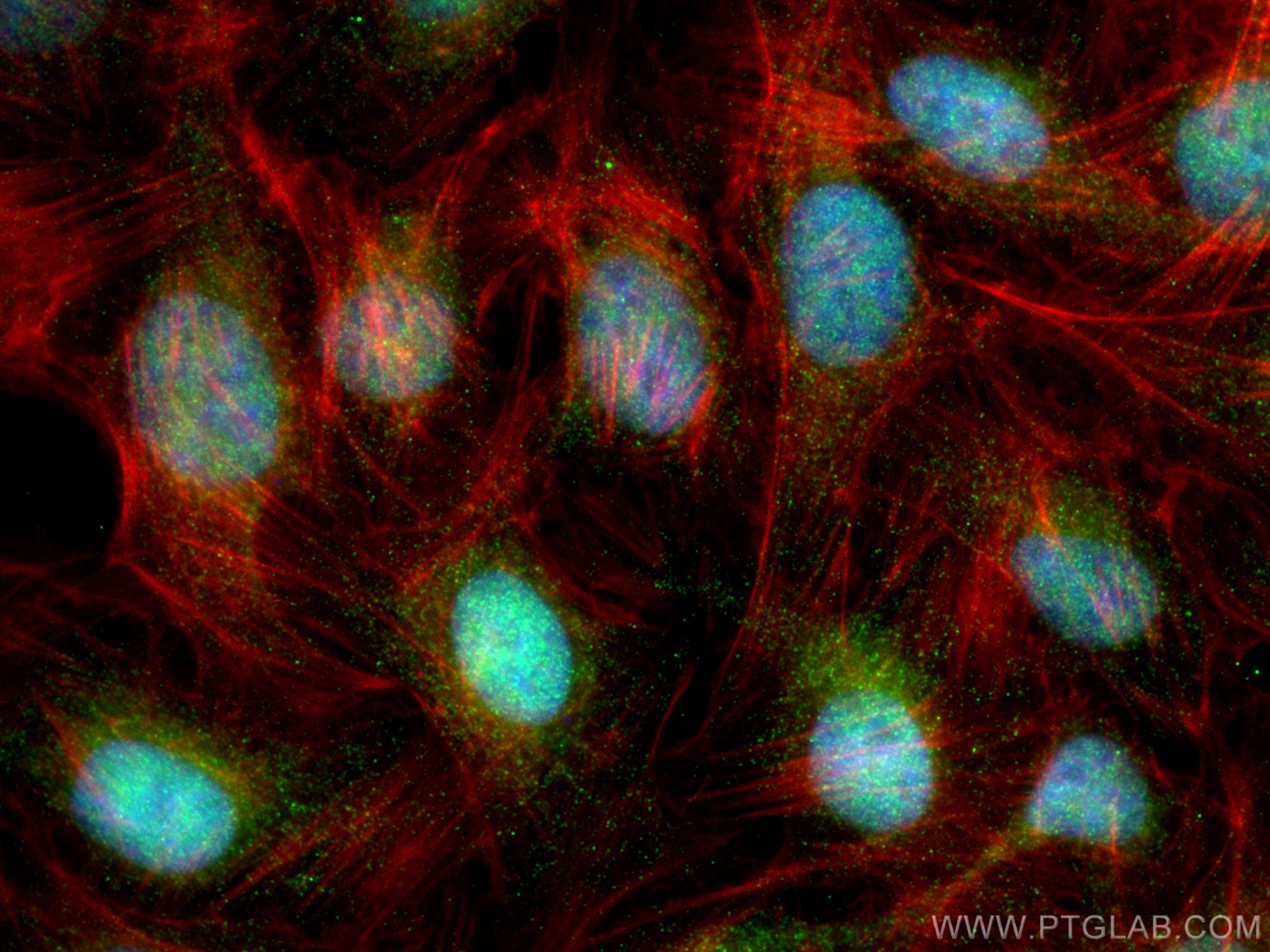 IF Staining of U2OS using 28112-1-AP