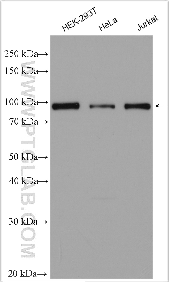 WB analysis using 28112-1-AP