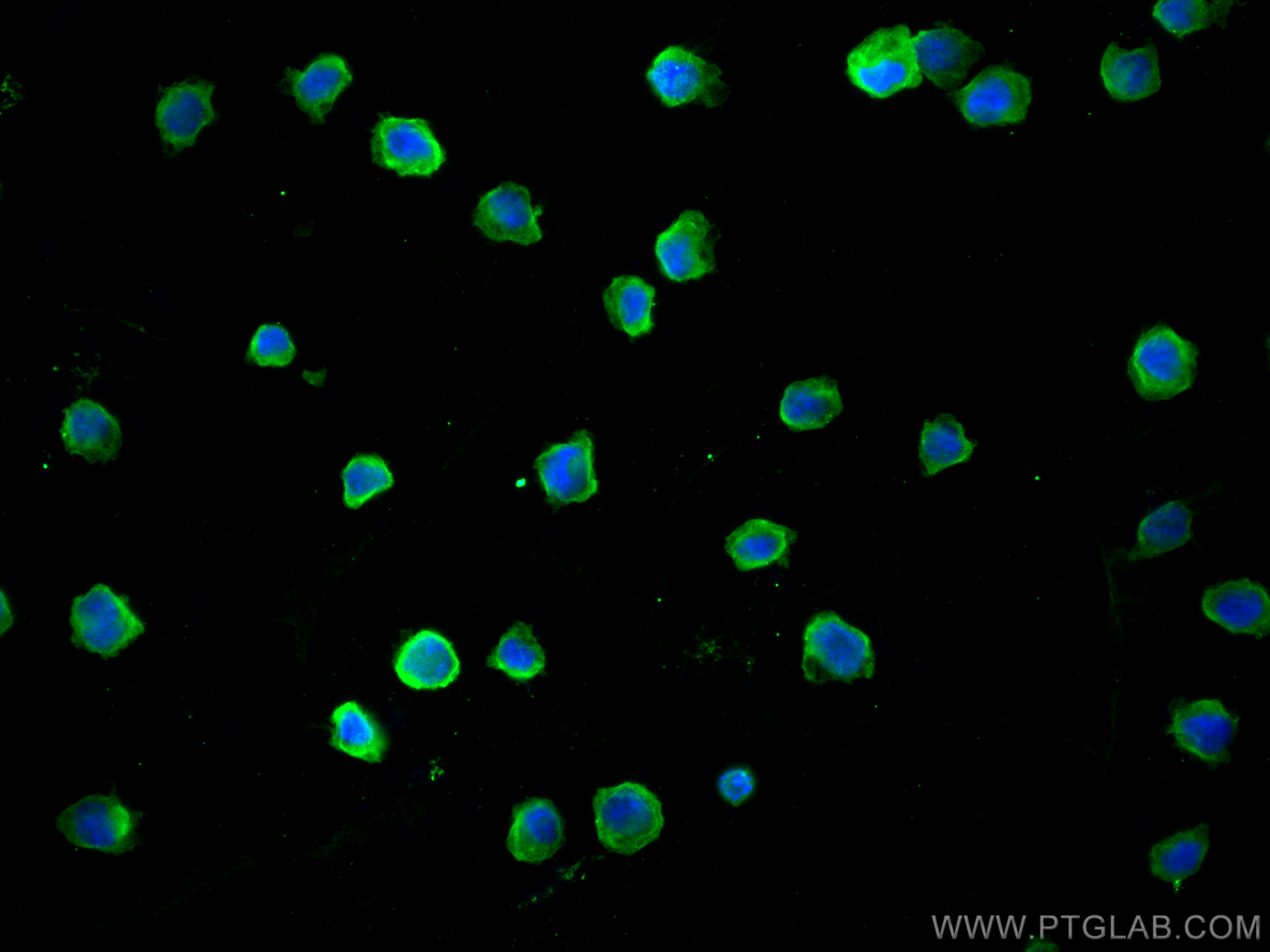 IF Staining of THP-1 using 67220-1-Ig