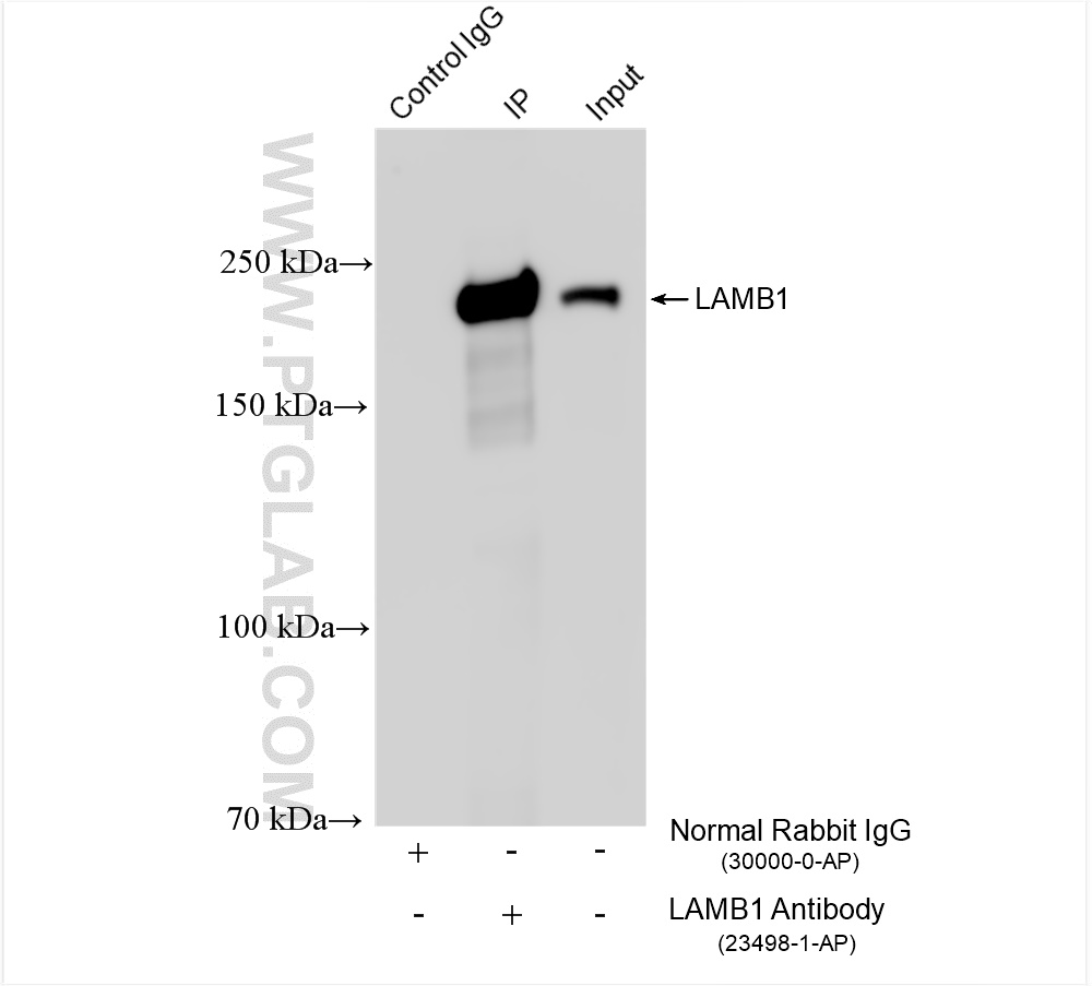 IP experiment of NIH/3T3 using 23498-1-AP