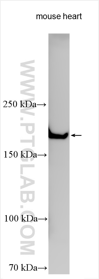 WB analysis using 30943-1-AP