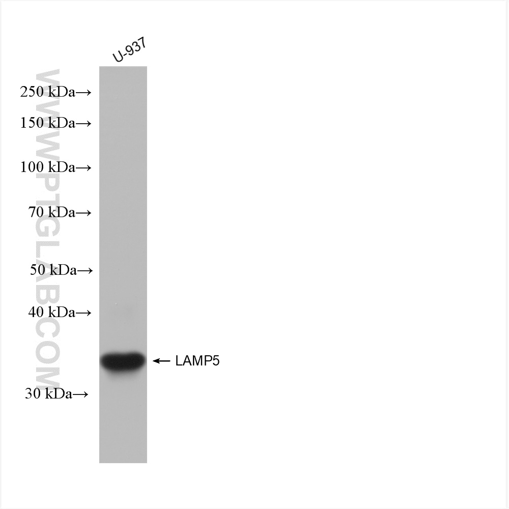 WB analysis using 82992-2-RR