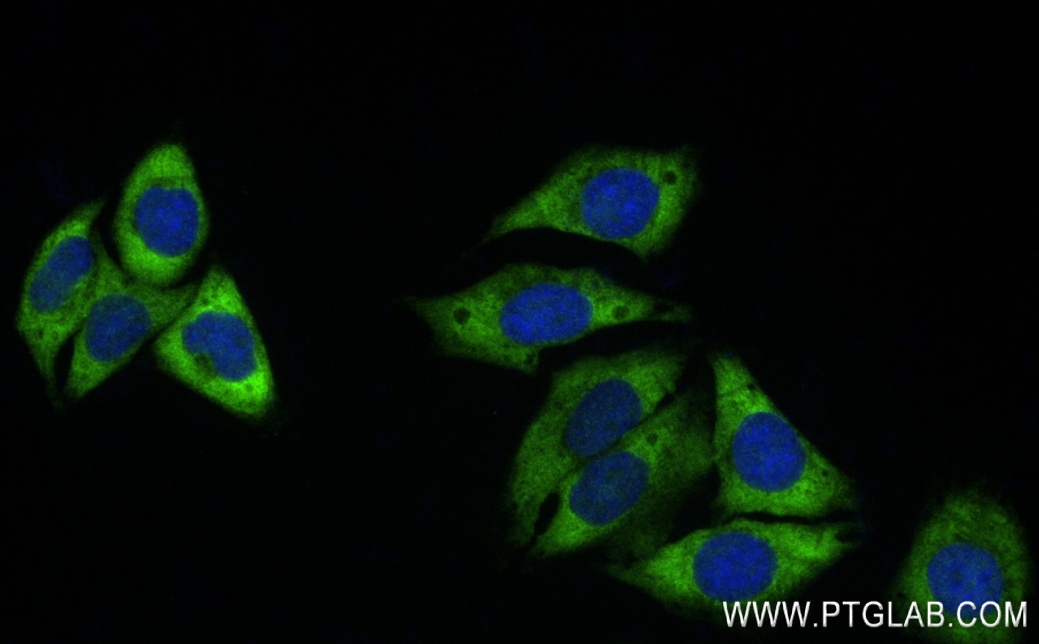 IF Staining of HepG2 using 83495-7-RR (same clone as 83495-7-PBS)