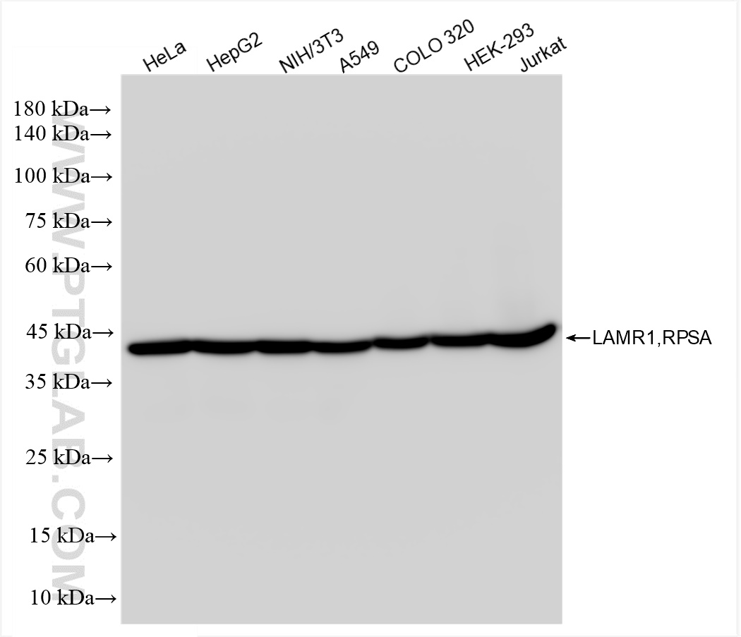 WB analysis using 83495-7-RR (same clone as 83495-7-PBS)