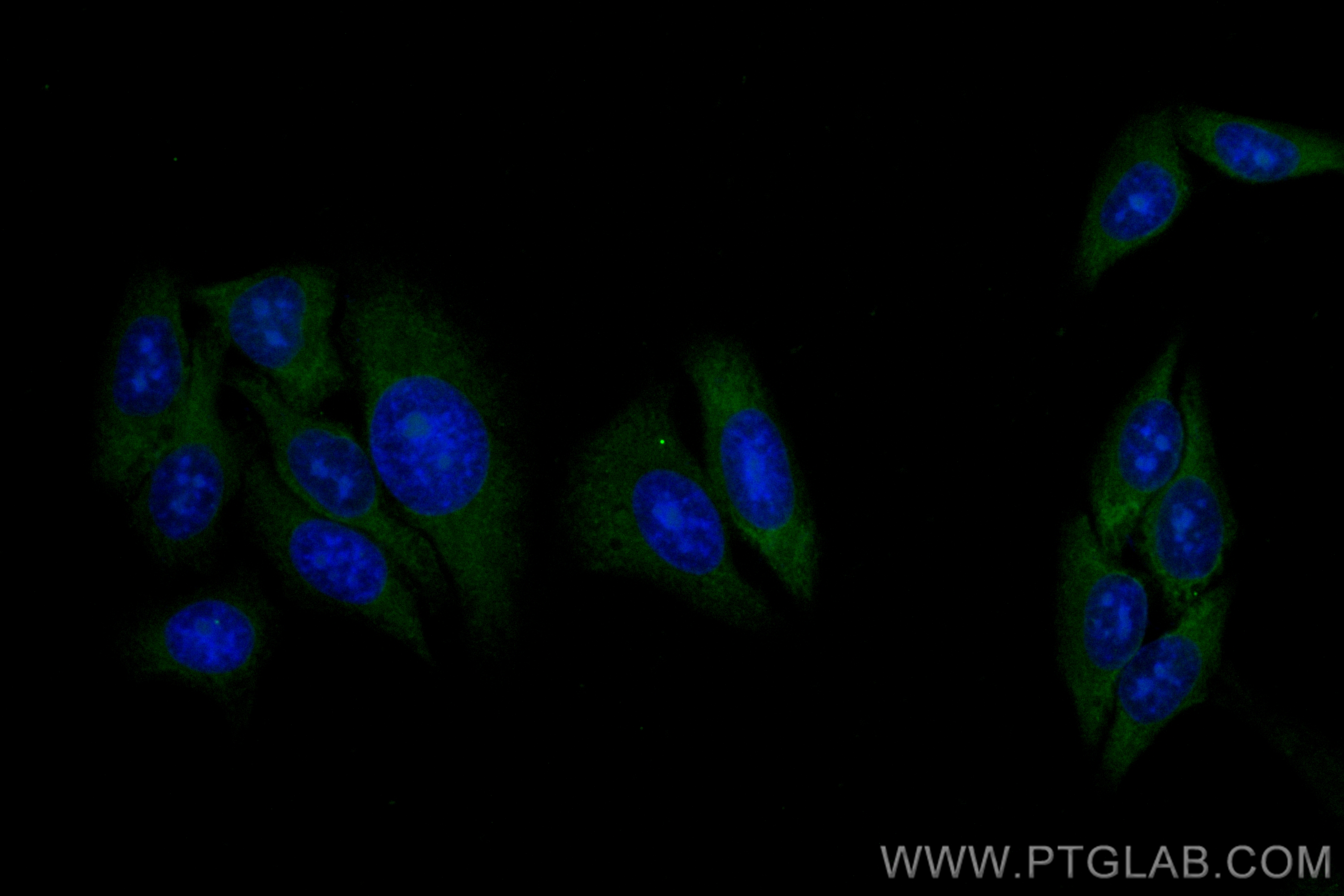 IF Staining of HepG2 using CL488-83495-7