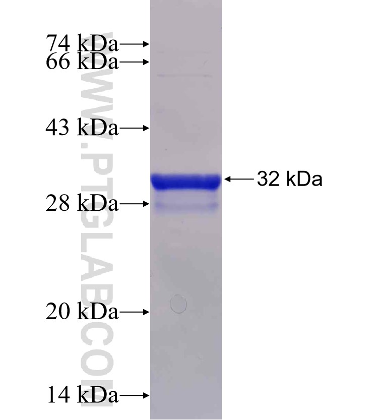 LAPTM5 fusion protein Ag30809 SDS-PAGE