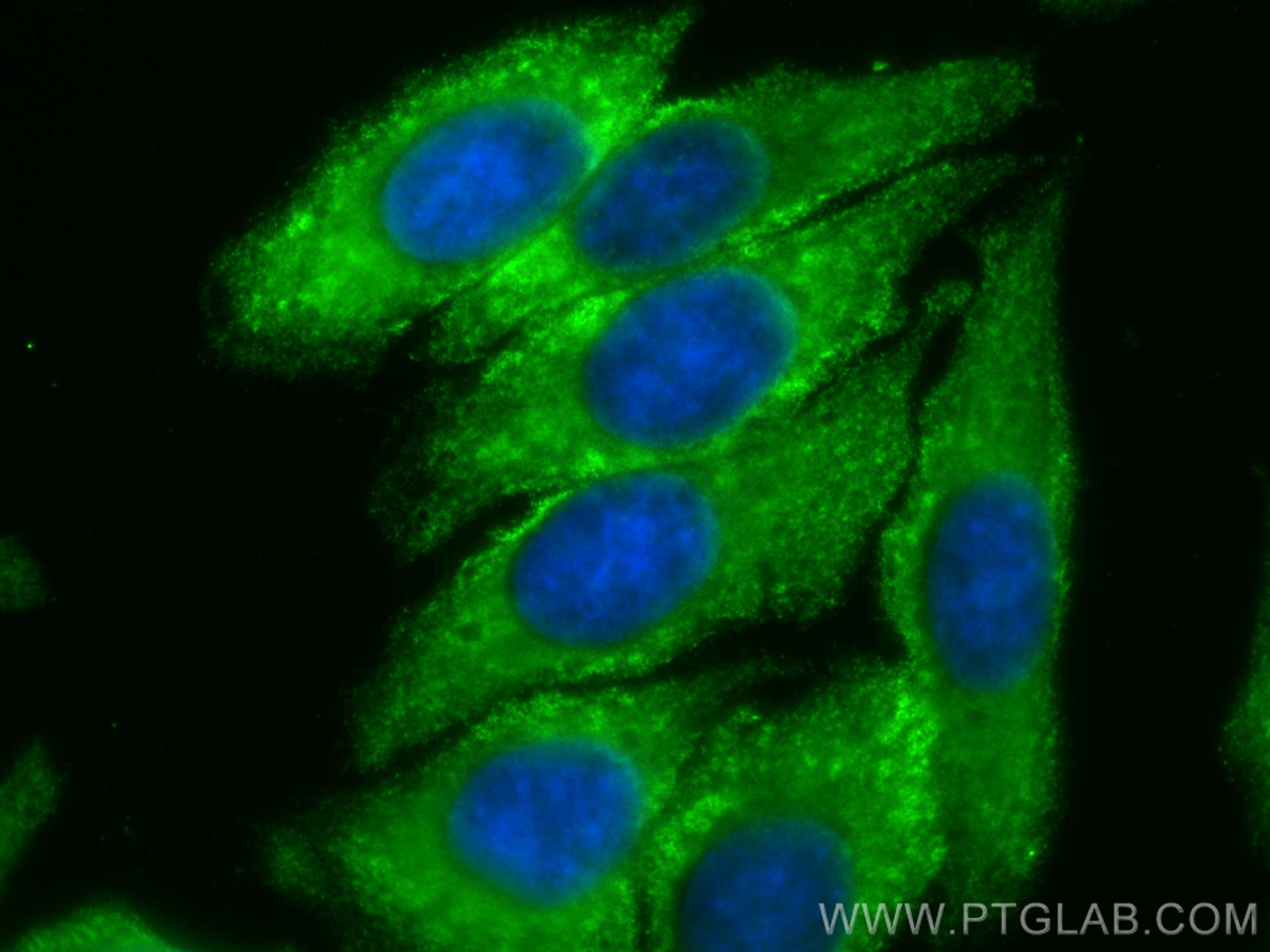 IF Staining of HepG2 using CL488-67810