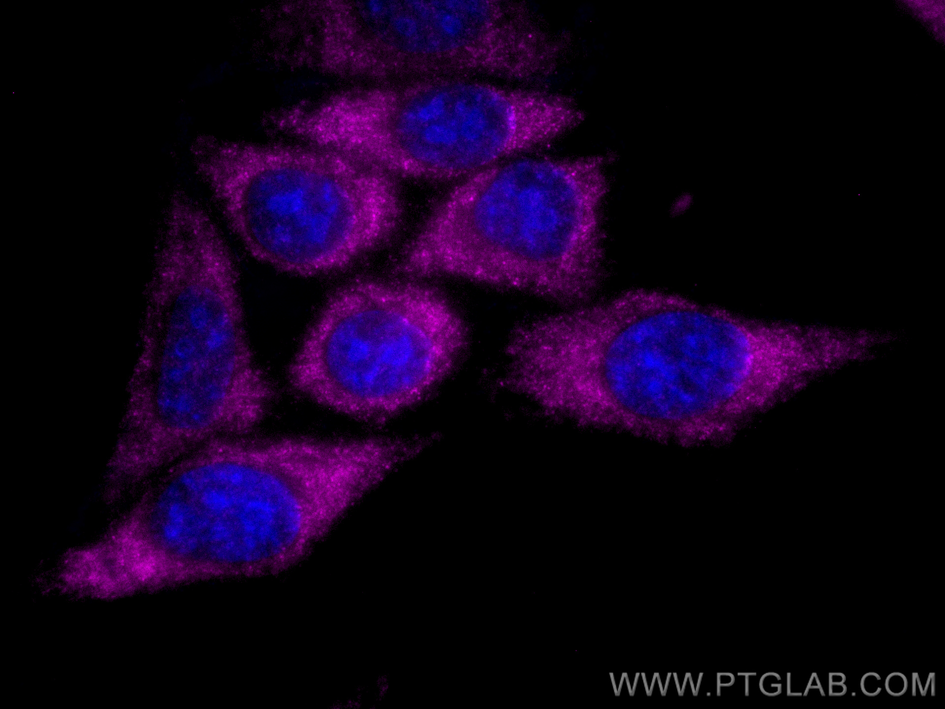 IF Staining of HepG2 using CL647-67810